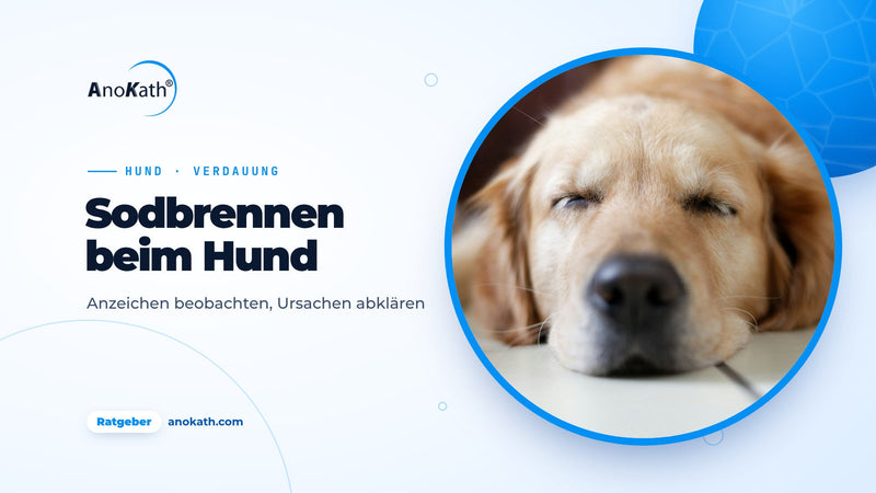 Golden Retriever schläft entspannt auf einem hellen Boden, Titelbild zum Ratgeber Sodbrennen beim Hund