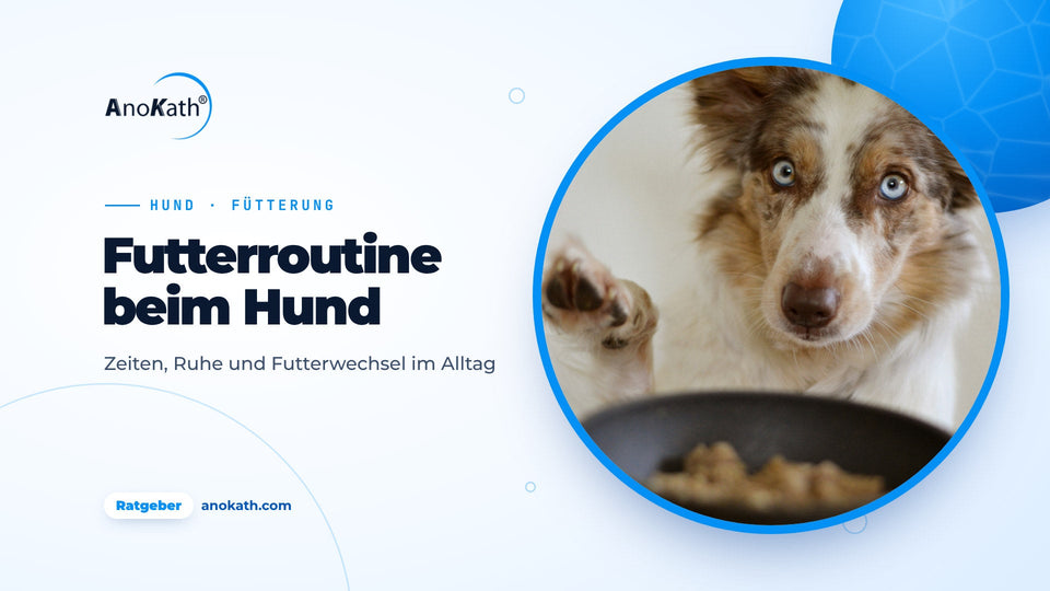 Chien aux yeux bleus levant la patte devant une gamelle pleine, image de couverture du guide pour nourrir son chien