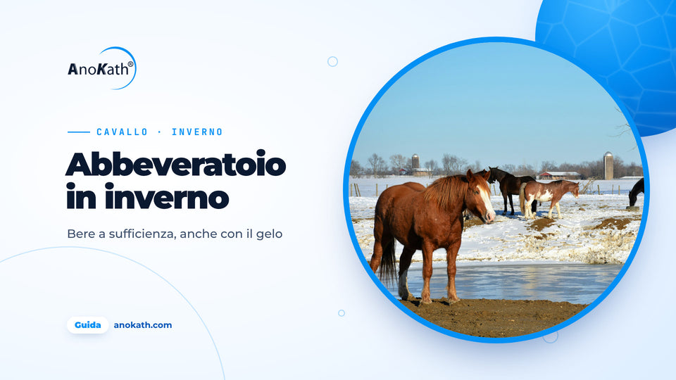 Cavalli in un pascolo innevato accanto a un punto d’acqua in parte ghiacciato, immagine di copertina della guida sull’abbeveratoio in inverno