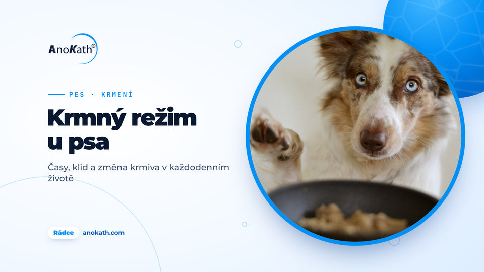 Pes s modrýma očima zvedá tlapku před naplněnou miskou s krmivem, titulní obrázek rádce o krmení psa
