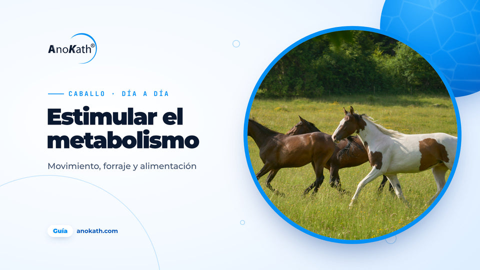 Tres caballos galopando por un prado soleado, imagen de portada de la guía sobre cómo estimular el metabolismo del caballo
