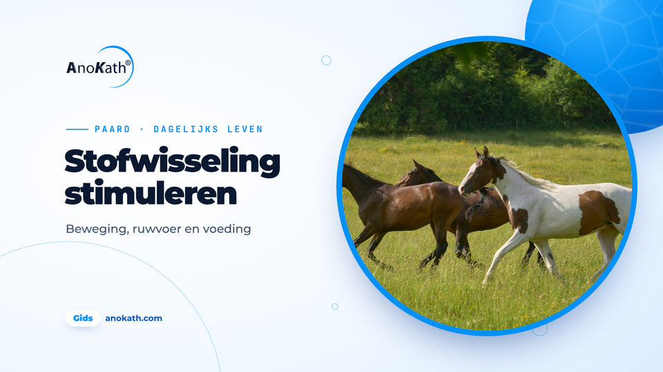 Drie paarden galopperen over een zonnige weide, omslagafbeelding bij de gids over het stimuleren van de stofwisseling bij paarden