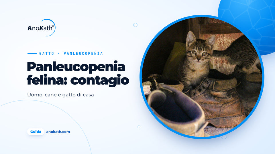 Gattino tigrato tra vecchie scarpe da strada e stivali nel corridoio, immagine di copertina della guida sulla panleucopenia felina e il contagio