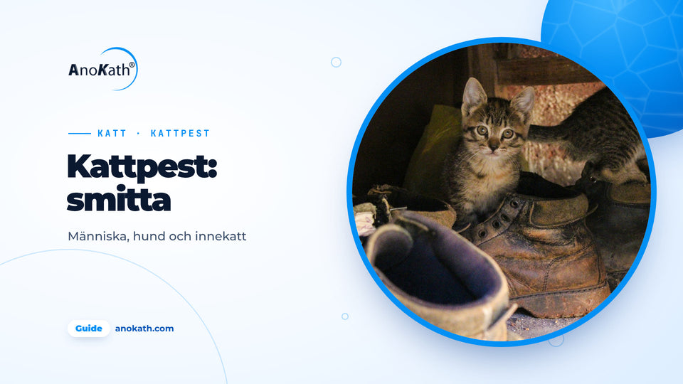 Strimmig kattunge mellan gamla ytterskor och stövlar i hallen, omslagsbild till guiden om kattpest och smitta