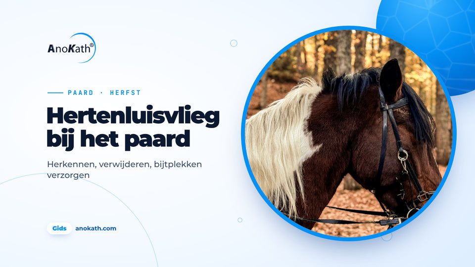 Bruin-wit gevlekt paard met lichte manen in het herfstbos, omslagafbeelding bij de gids over de hertenluisvlieg bij het paard