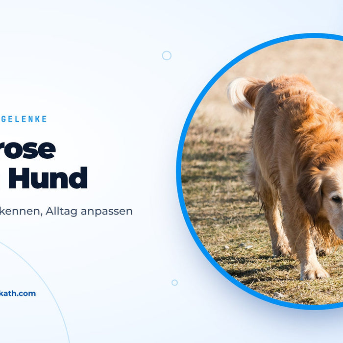 Älterer Golden Retriever läuft ruhig auf einem Weg, Titelbild zum Ratgeber Arthrose beim Hund