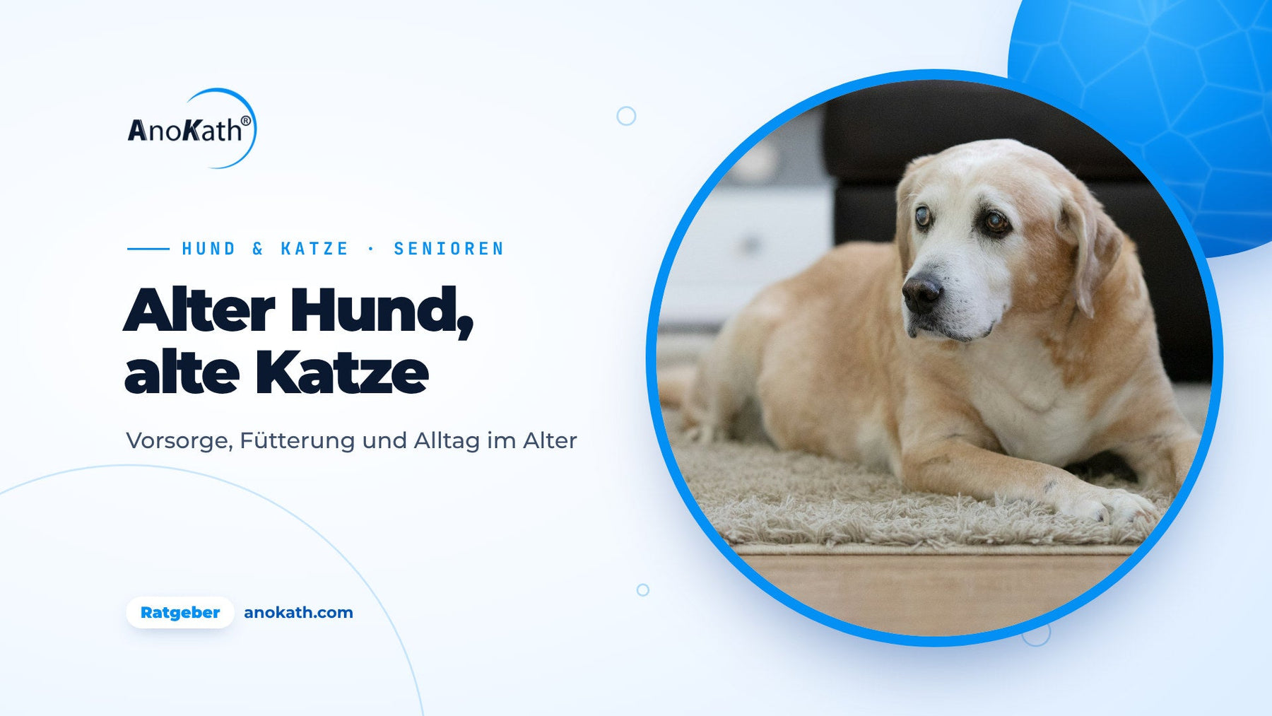 Älterer Labrador mit grauer Schnauze liegt im hellen Wohnzimmer, Titelbild zum Ratgeber Hunde und Katzen im Alter