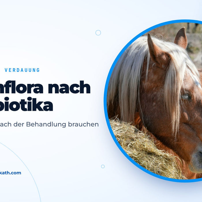 Pferd frisst Heu auf dem Paddock, Titelbild zum Ratgeber Darmflora nach Antibiotika