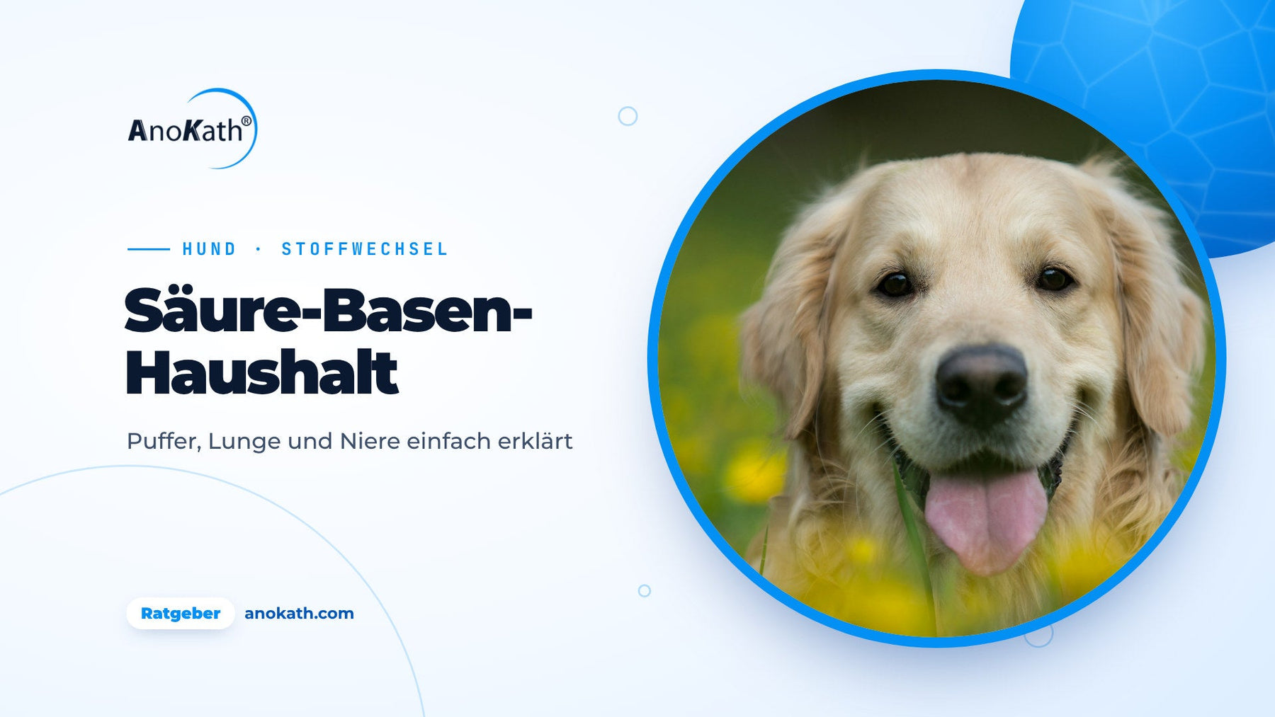 Golden retriever joyeux couché dans une prairie de fleurs jaunes, image de couverture du guide sur l’équilibre acido-basique du chien