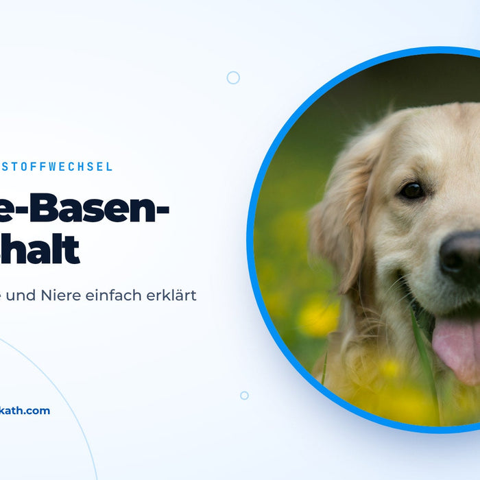 Golden retriever joyeux couché dans une prairie de fleurs jaunes, image de couverture du guide sur l’équilibre acido-basique du chien