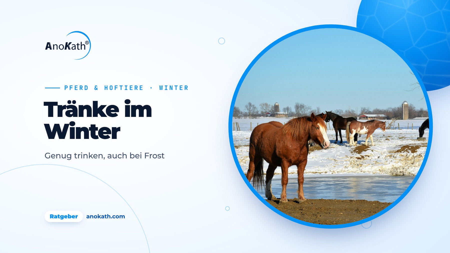 Chevaux dans un pré enneigé près d’un point d’eau en partie gelé, image de couverture du guide sur l’abreuvoir en hiver