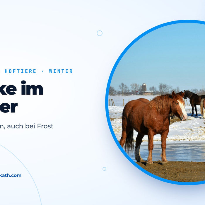 Chevaux dans un pré enneigé près d’un point d’eau en partie gelé, image de couverture du guide sur l’abreuvoir en hiver
