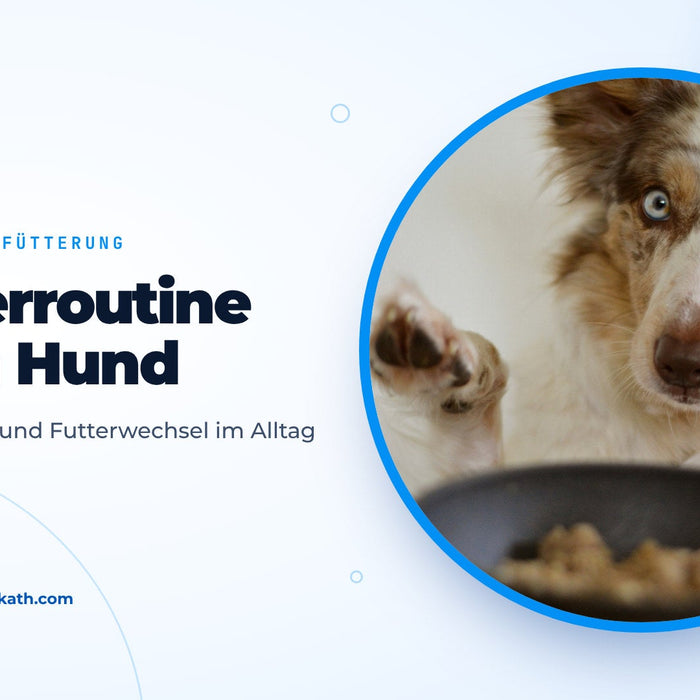 Chien aux yeux bleus levant la patte devant une gamelle pleine, image de couverture du guide pour nourrir son chien