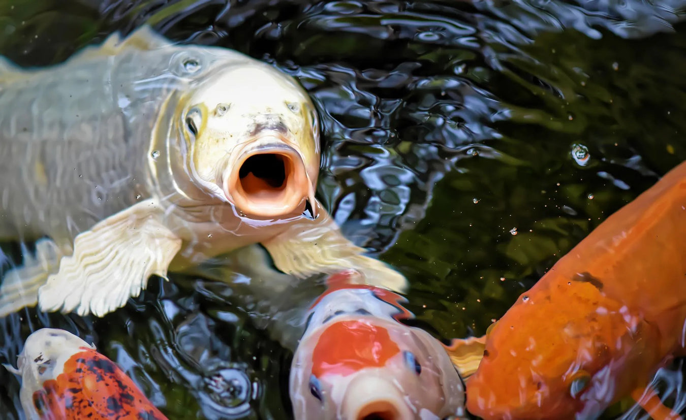 Koi - Wundbehandlung