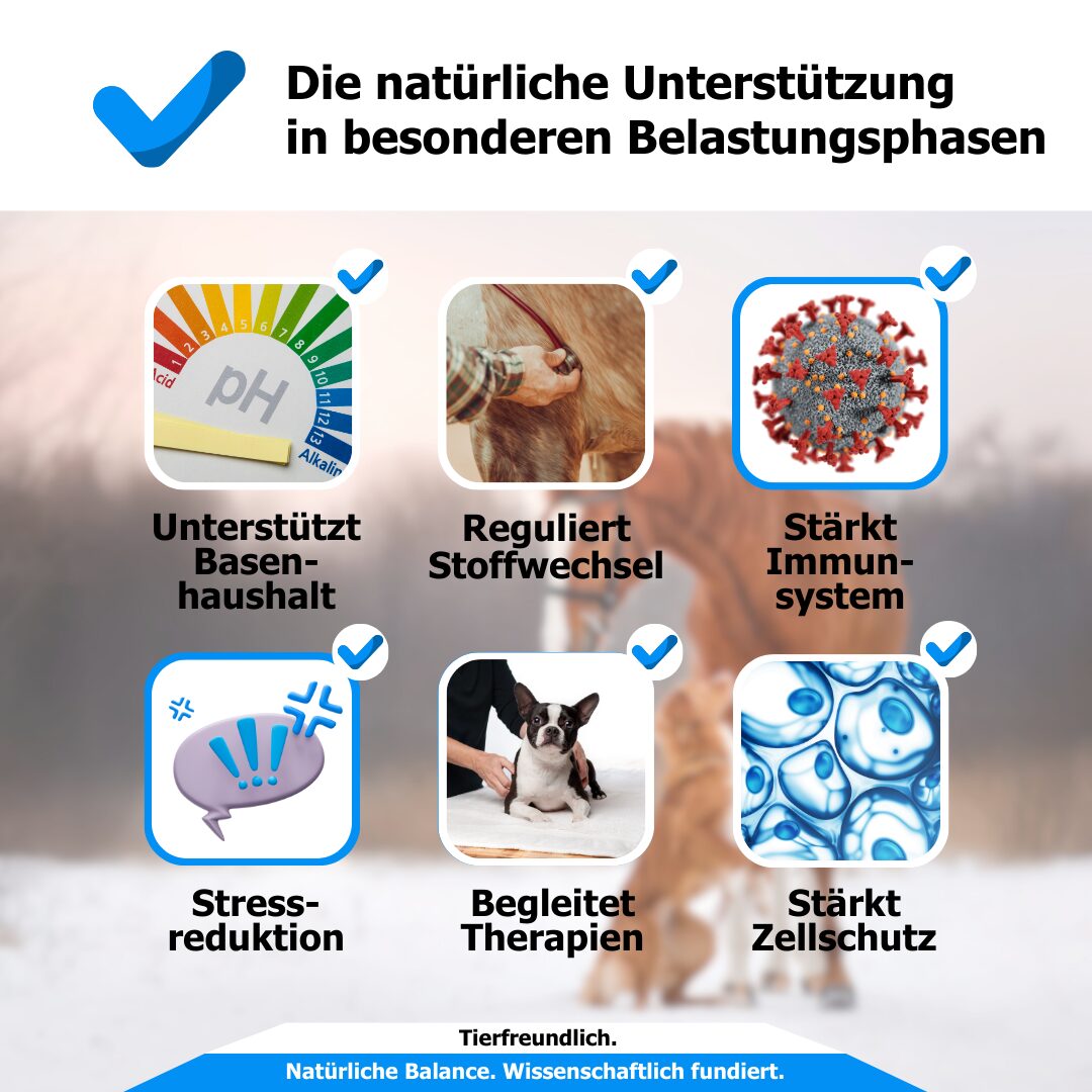 Pferd beim Fressen – Azidose als Hintergrundthema zur Verdauung