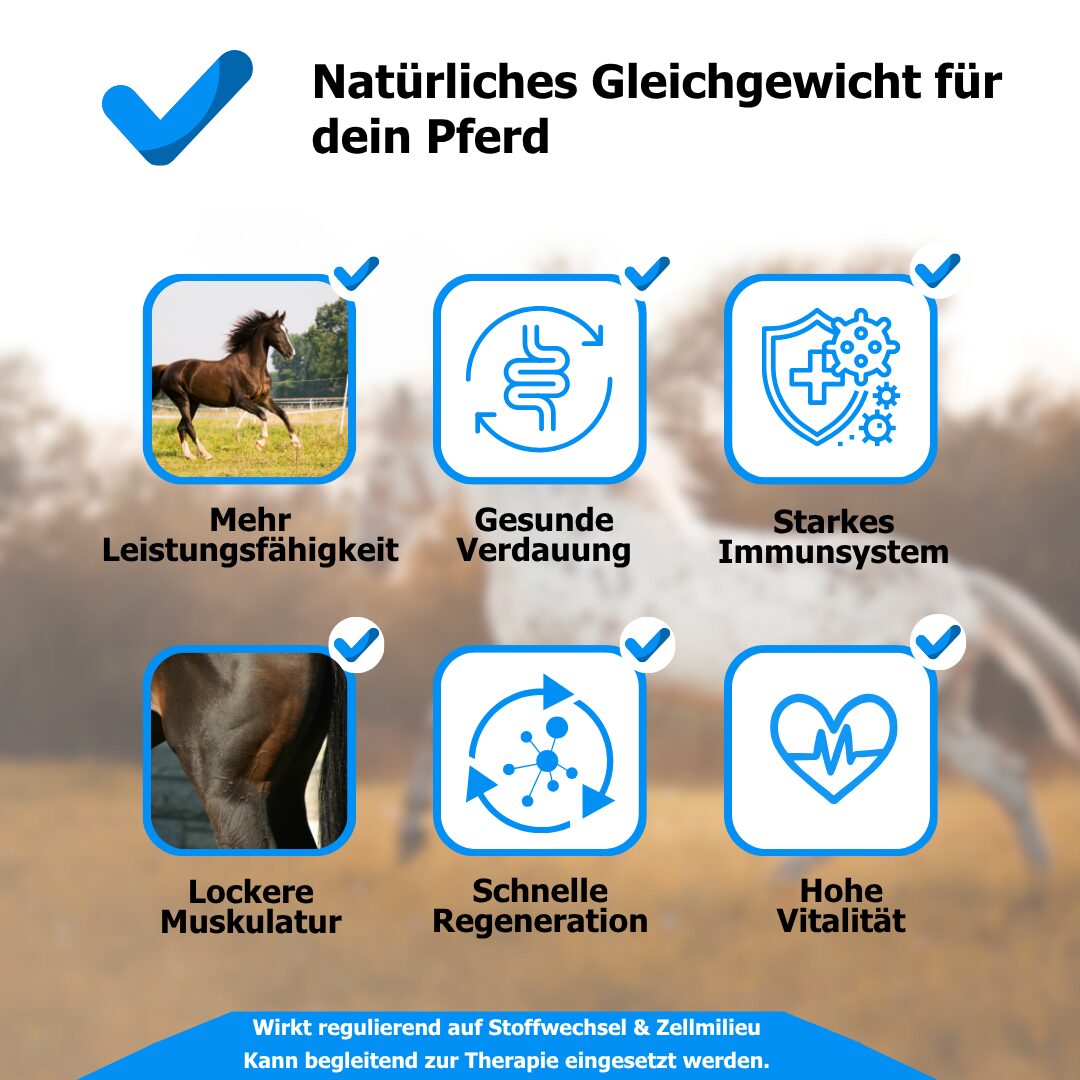 Pferd beim Fressen – Thema Darmsanierung und Darmflora