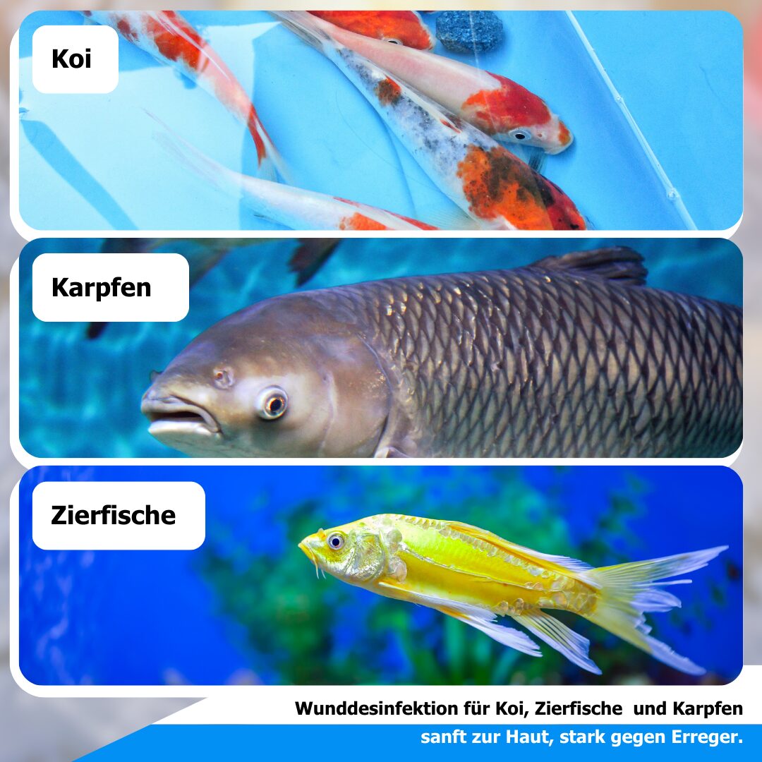 Koi-antiBac von AnoKath – Pflege für Koi im Gartenteich