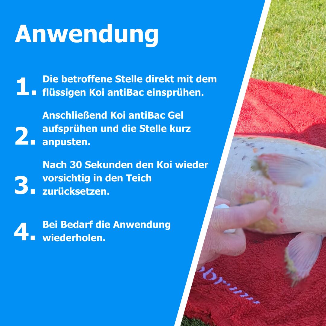 AnoKath Koi-antiBac – Teichfischpflege für hygienische Bedingungen