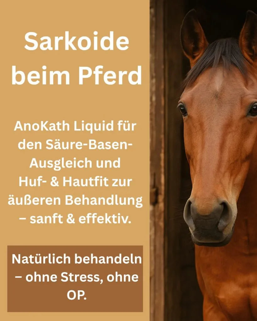 Sarkoide Pferd