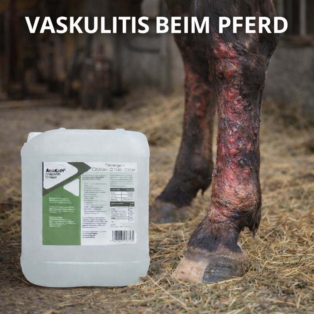 AnoKath® Liquid – soutien complémentaire en cas de vascularite chez le cheval