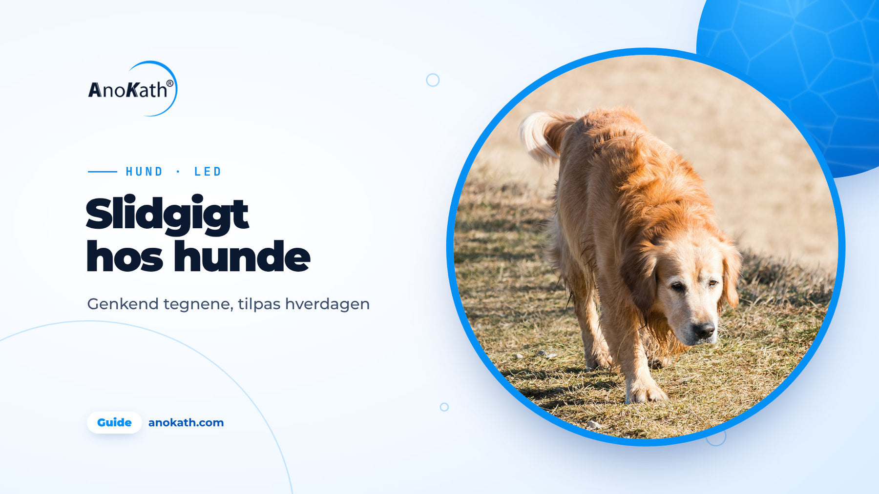 Ældre golden retriever går roligt på en sti, forsidebillede til guiden om slidgigt hos hunde