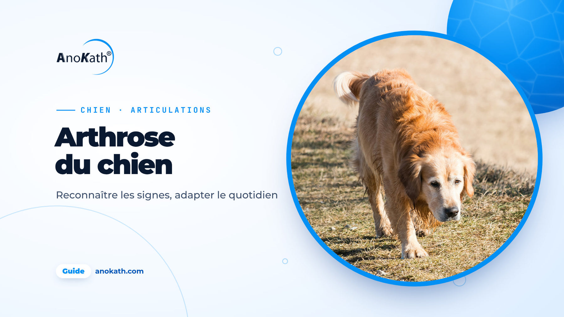 Golden retriever âgé marchant calmement sur un chemin, image de couverture du guide sur l’arthrose du chien