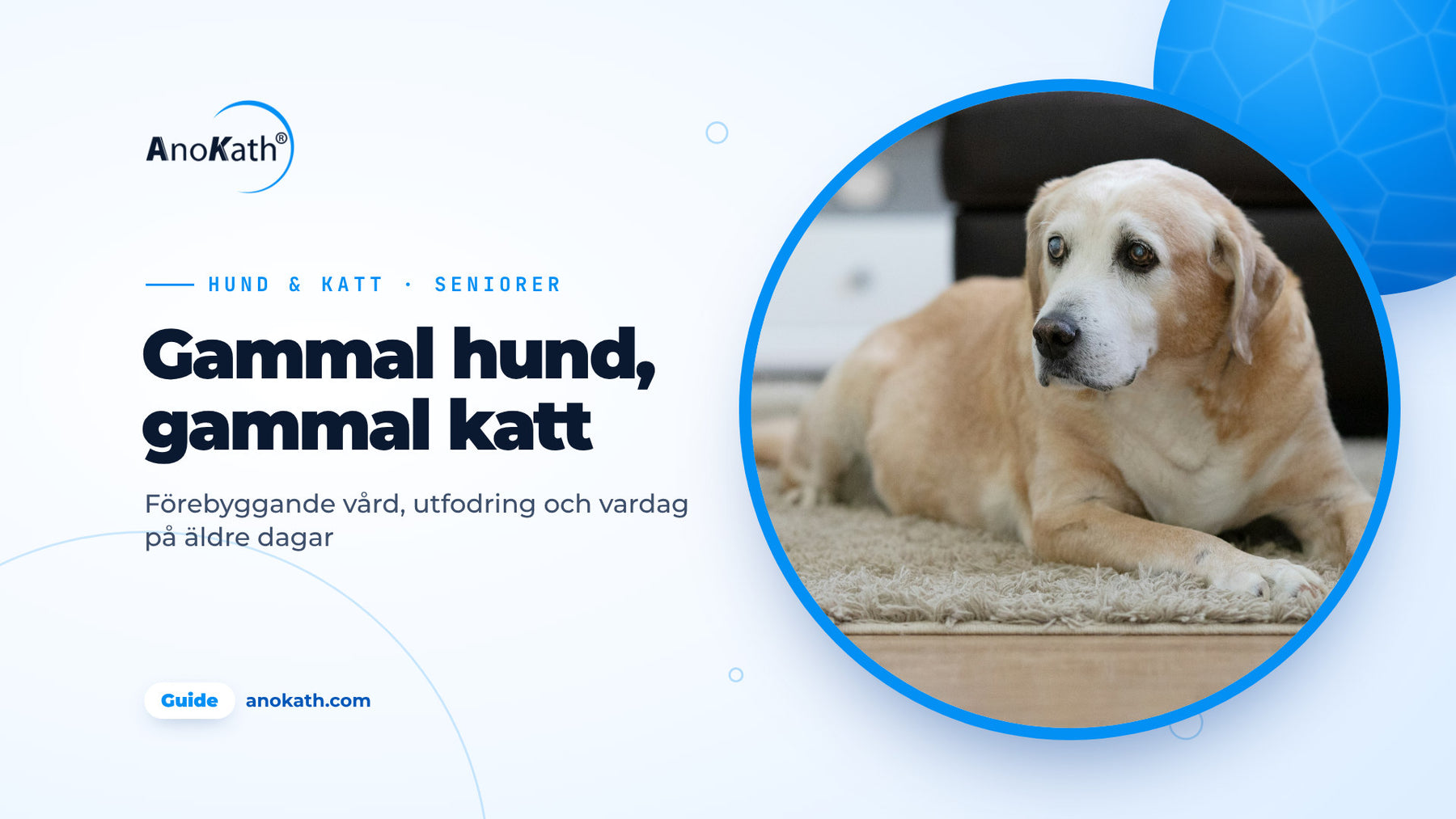 Äldre labrador med grå nos ligger i ett ljust vardagsrum, omslagsbild till guiden om hundar och katter på äldre dagar