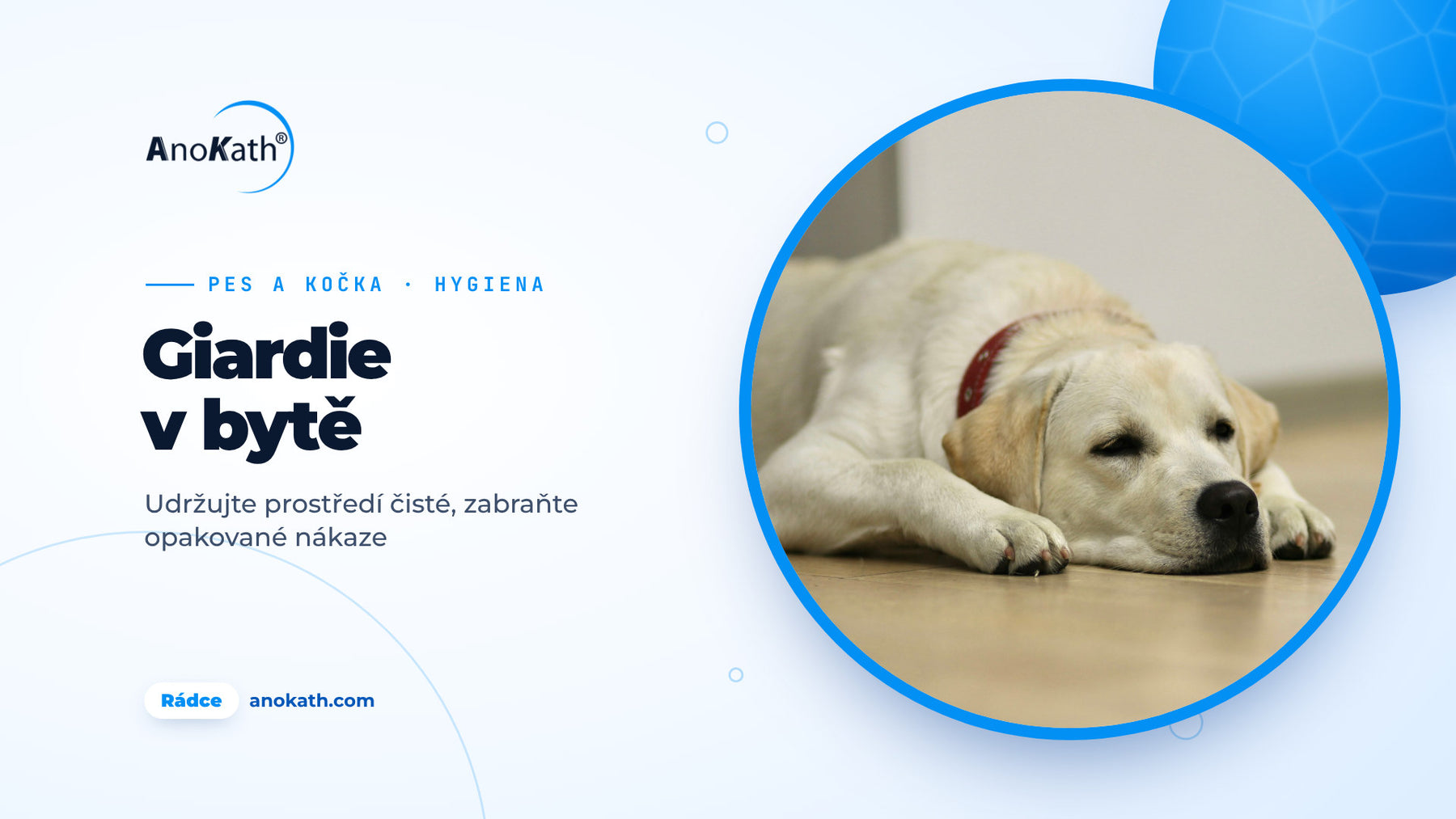 Labrador leží na světlé dřevěné podlaze, titulní obrázek rádce o giardiích v bytě