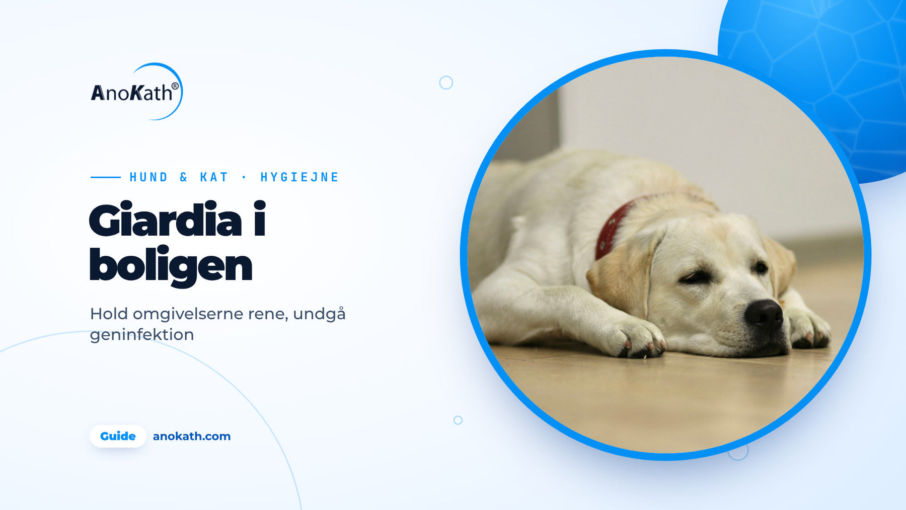 Labrador ligger på et lyst trægulv, forsidebillede til guiden om giardia i boligen