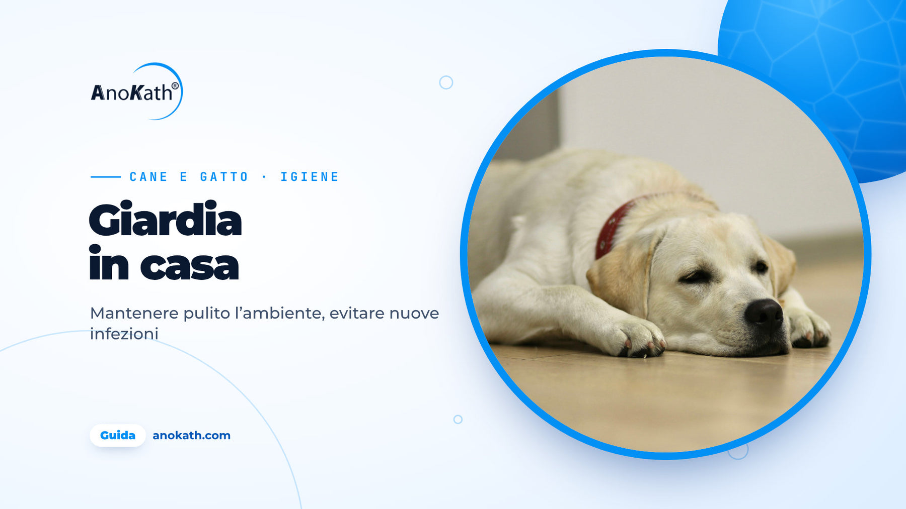 Labrador sdraiato su un pavimento di legno chiaro, immagine di copertina della guida sulla giardia in casa