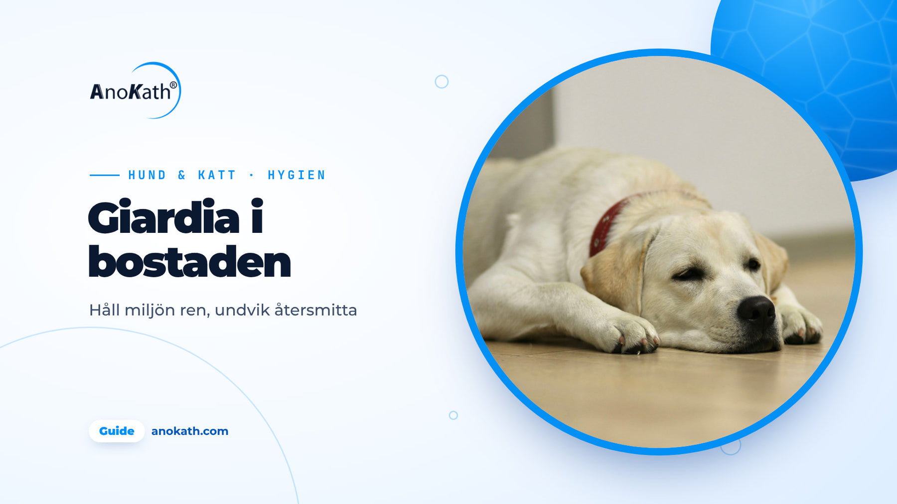 Labrador ligger på ett ljust trägolv, omslagsbild till guiden om giardia i bostaden