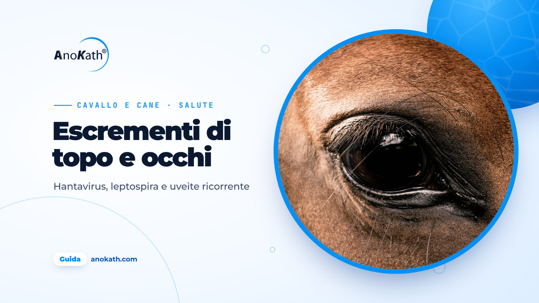 Primo piano di un occhio di cavallo sano, immagine di copertina della guida su escrementi di topo, leptospira e uveite ricorrente