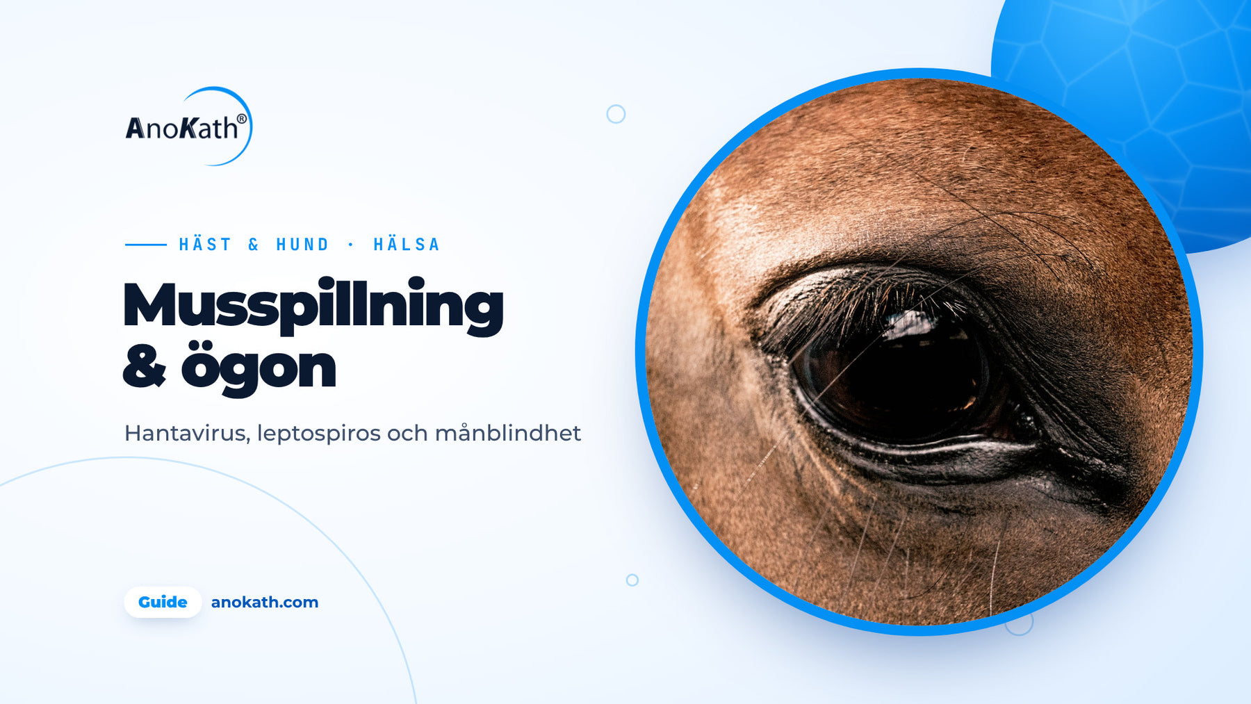 Närbild av ett friskt hästöga, omslagsbild till guiden om musspillning, leptospiros och månblindhet