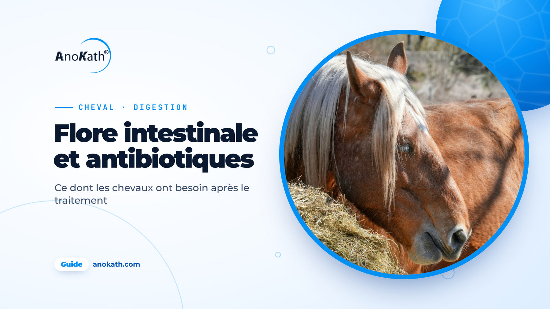 Cheval mangeant du foin dans le paddock, image de couverture du guide sur la flore intestinale après antibiotiques