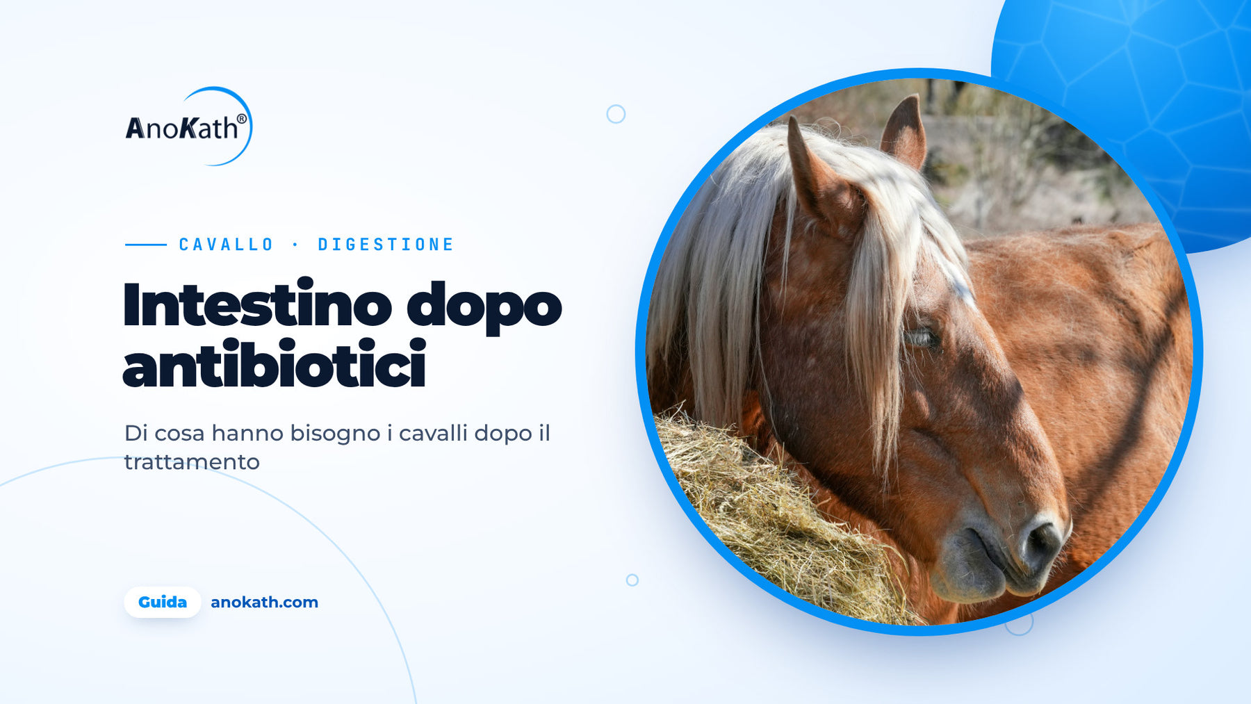 Cavallo mangia fieno nel paddock, immagine di copertina della guida sul risanamento intestinale del cavallo dopo gli antibiotici