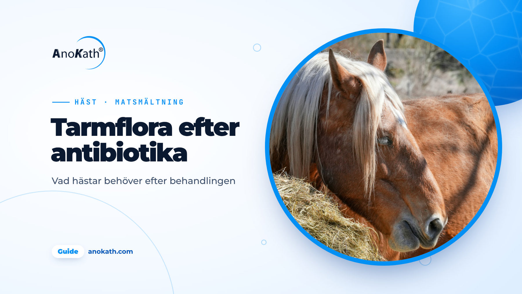 Häst äter hö i hästhagen, omslagsbild till guiden om tarmflora efter antibiotika