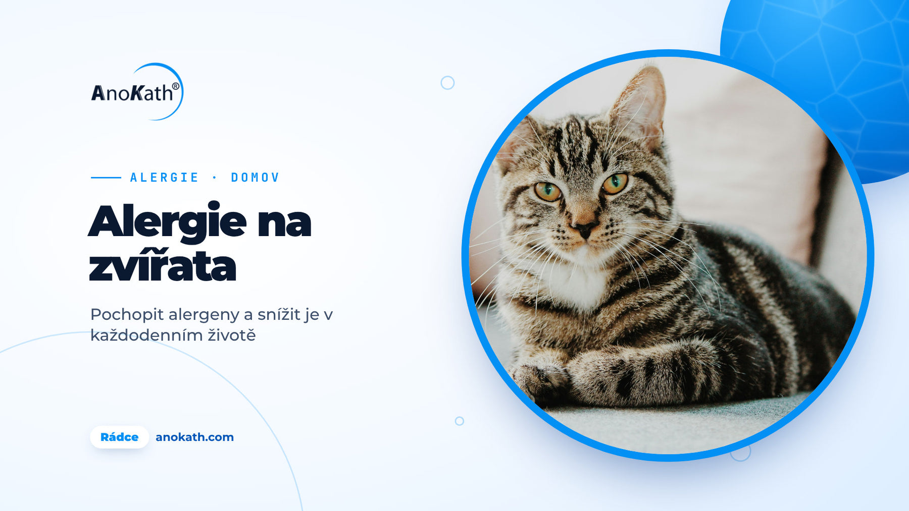 Mourovatá kočka na světlé pohovce, titulní obrázek rádce o alergii na zvířata