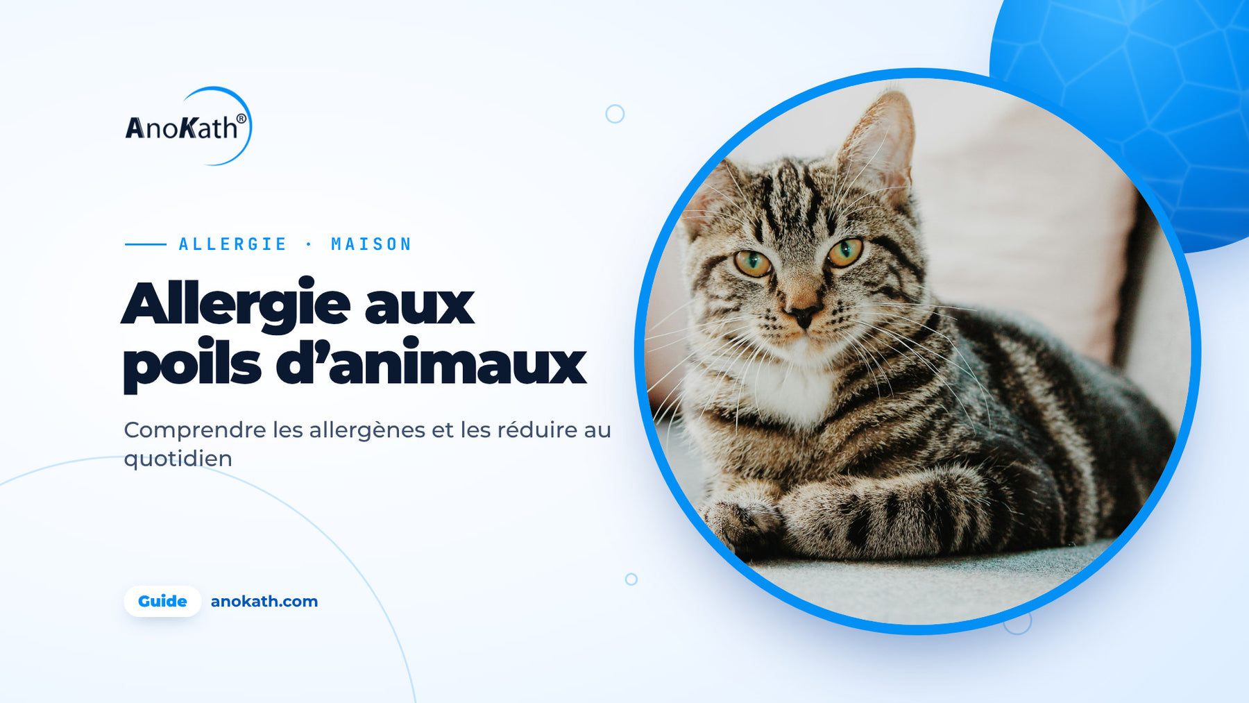Chat tigré sur un canapé clair, image de couverture du guide sur l’allergie aux poils d’animaux