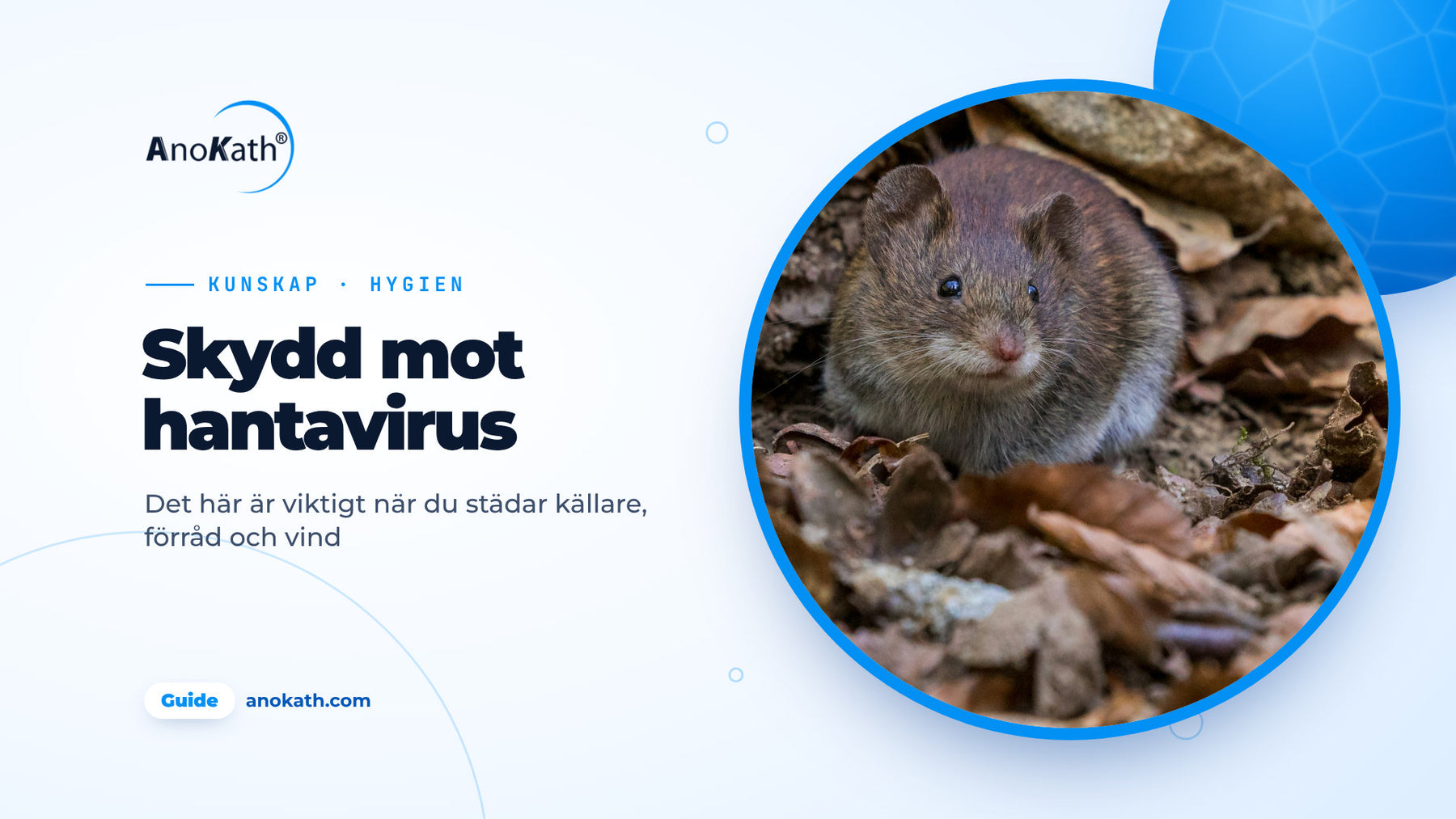 Liten brun mus bland höstlöv, omslagsbild till guiden om skydd mot hantavirus