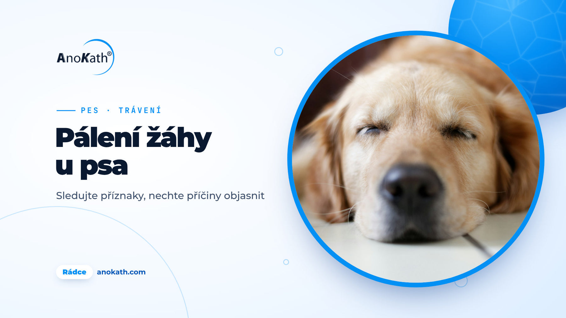 Zlatý retrívr spí uvolněně na světlé podlaze, titulní obrázek rádce o pálení žáhy u psa