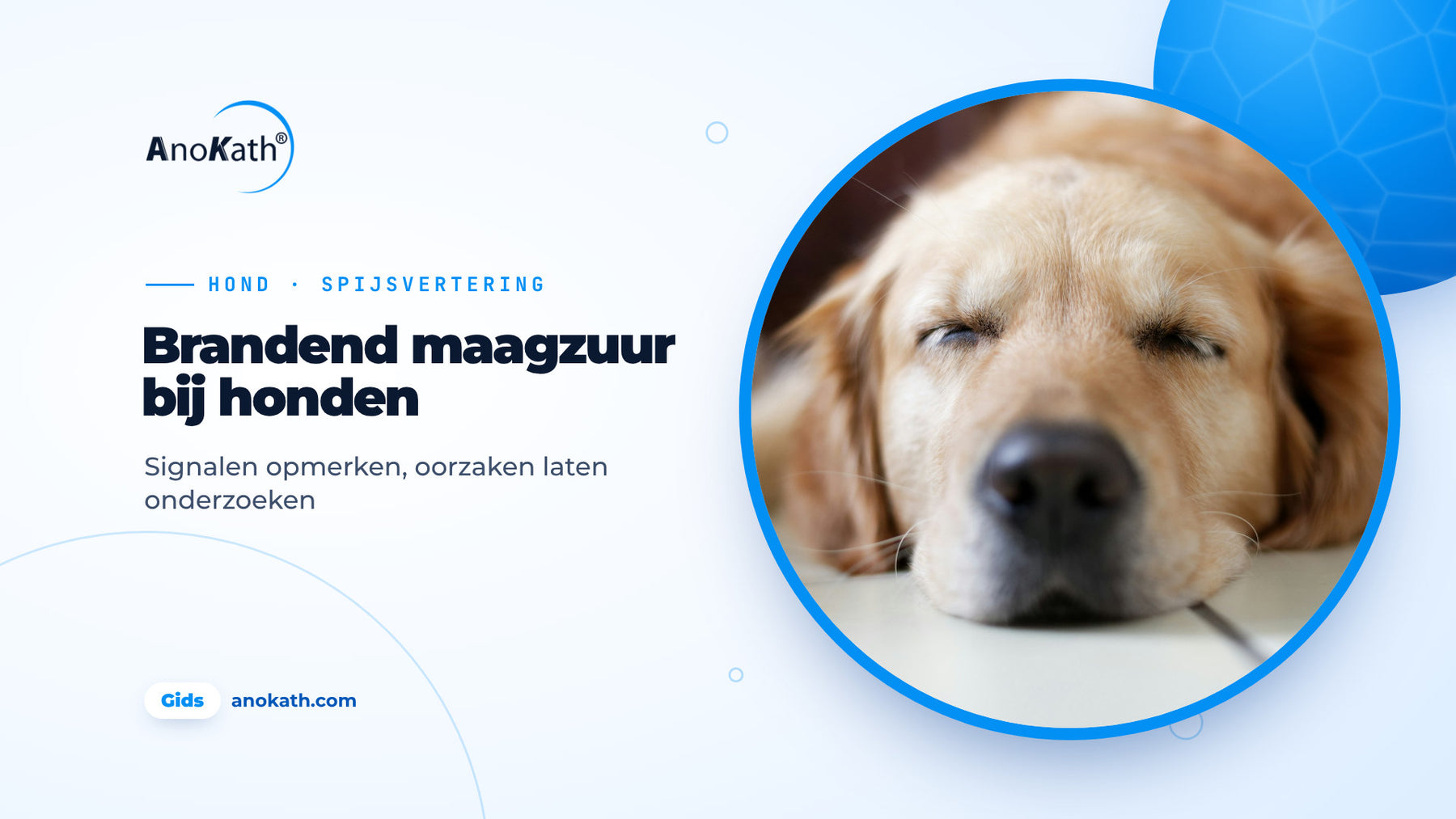 Golden retriever slaapt ontspannen op een lichte vloer, omslagafbeelding bij de gids over brandend maagzuur bij honden