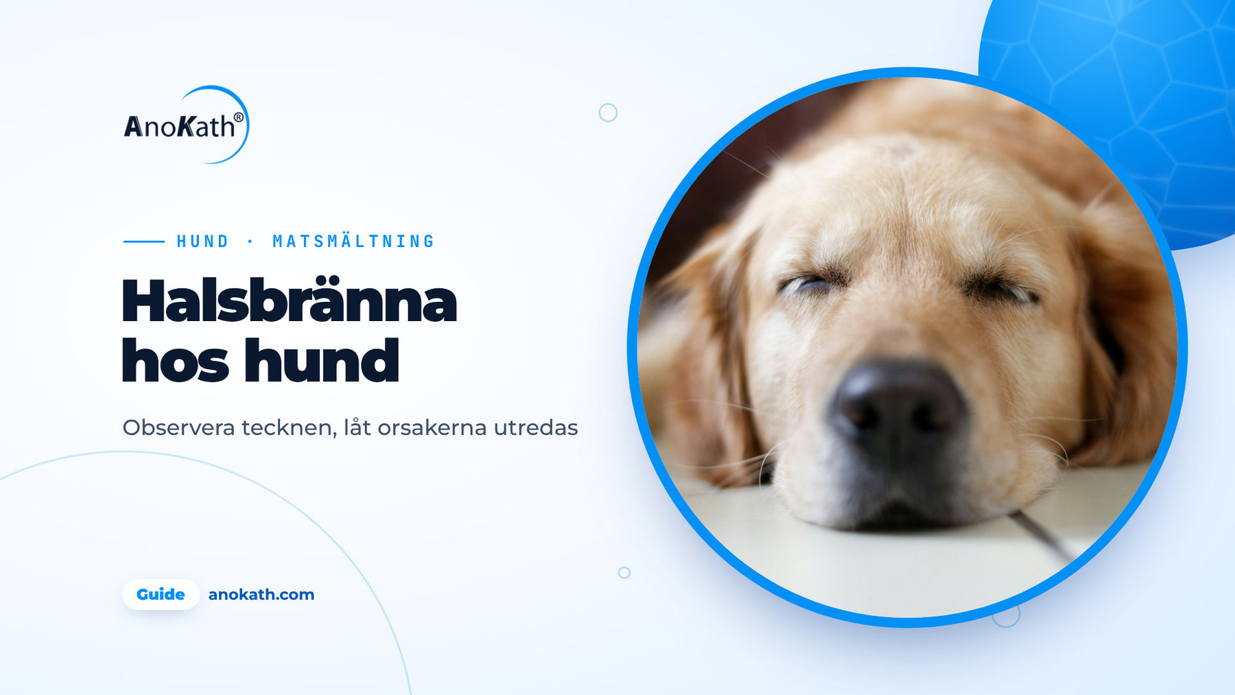 Golden retriever sover avslappnad på ett ljust golv, omslagsbild till guiden om halsbränna hos hund