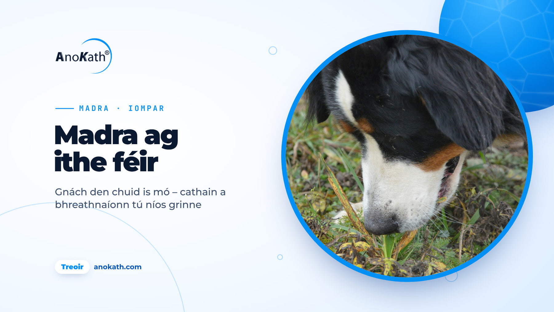 Madra sléibhe Bernese ag creimeadh bladhairí féir ar fhaiche, íomhá chlúdaigh don treoir ar mhadra ag ithe féir