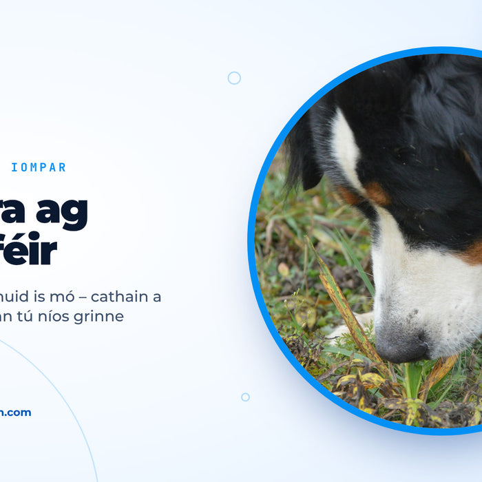 Madra sléibhe Bernese ag creimeadh bladhairí féir ar fhaiche, íomhá chlúdaigh don treoir ar mhadra ag ithe féir