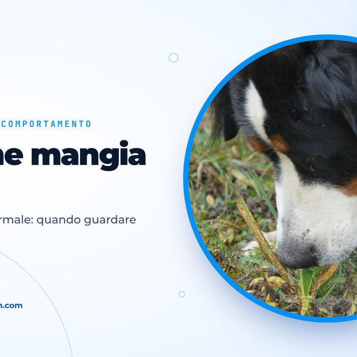 Bovaro del Bernese mordicchia fili d’erba in un prato, immagine di copertina della guida sul cane che mangia erba