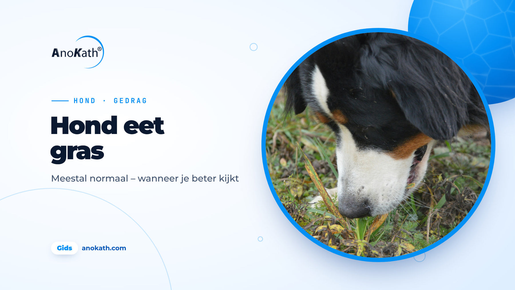 Berner sennenhond knabbelt op een weide aan grashalmen, omslagafbeelding bij de gids over hond eet gras