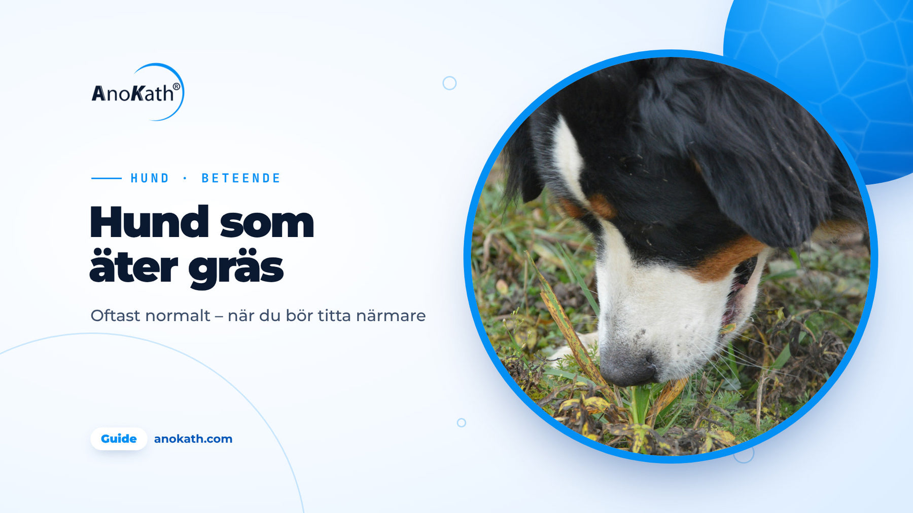 Berner sennenhund nafsar på grässtrån på en äng, omslagsbild till guiden om hund äter gräs