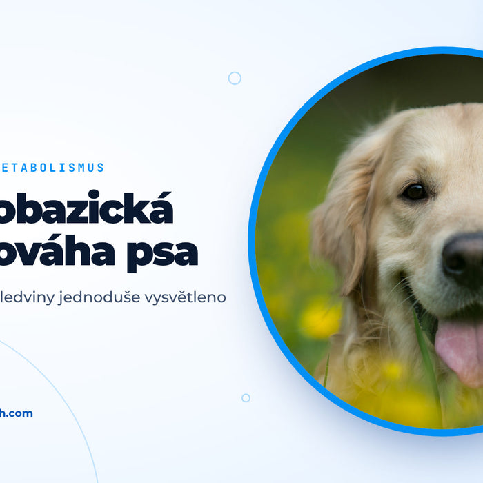 Veselý zlatý retrívr leží na louce se žlutými květy, titulní obrázek rádce o acidobazické rovnováze u psa