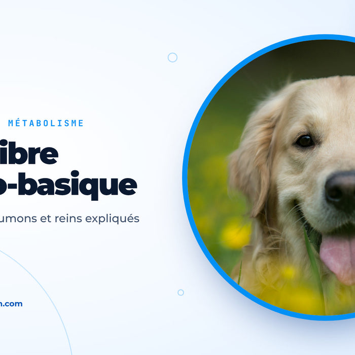 Golden retriever joyeux couché dans une prairie de fleurs jaunes, image de couverture du guide sur l’équilibre acido-basique du chien
