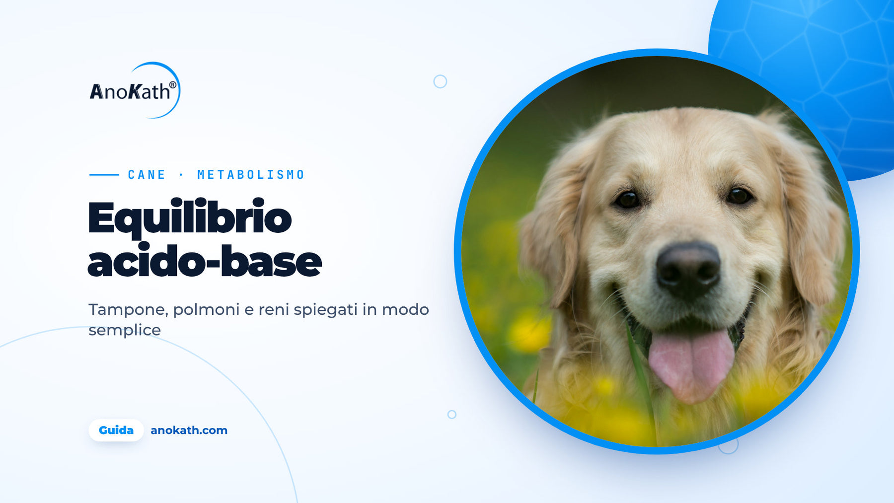 Golden Retriever felice sdraiato in un prato con fiori gialli, immagine di copertina della guida sull’equilibrio acido-base nel cane